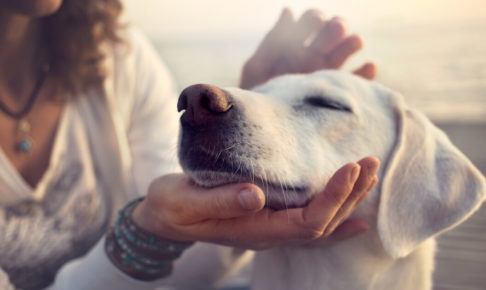 犬 ペット 好き