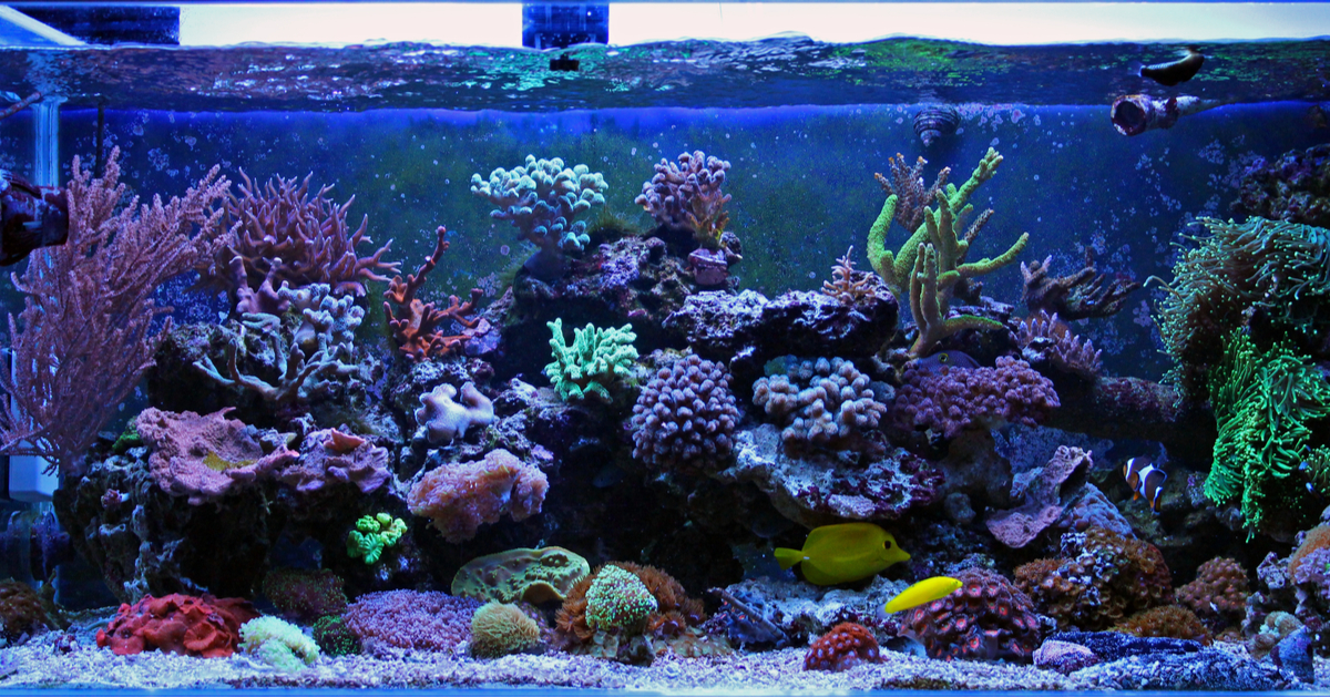 初めて熱帯魚を飼育する方へ 初心者のための飼い方講座 ココナラマガジン